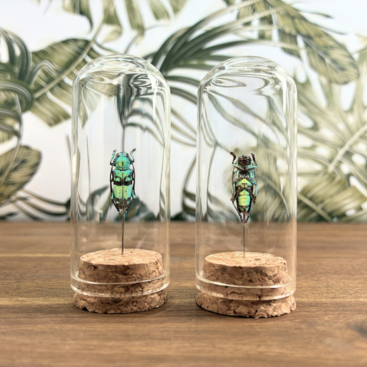Blue Longhorn Beetle - Dome Jar