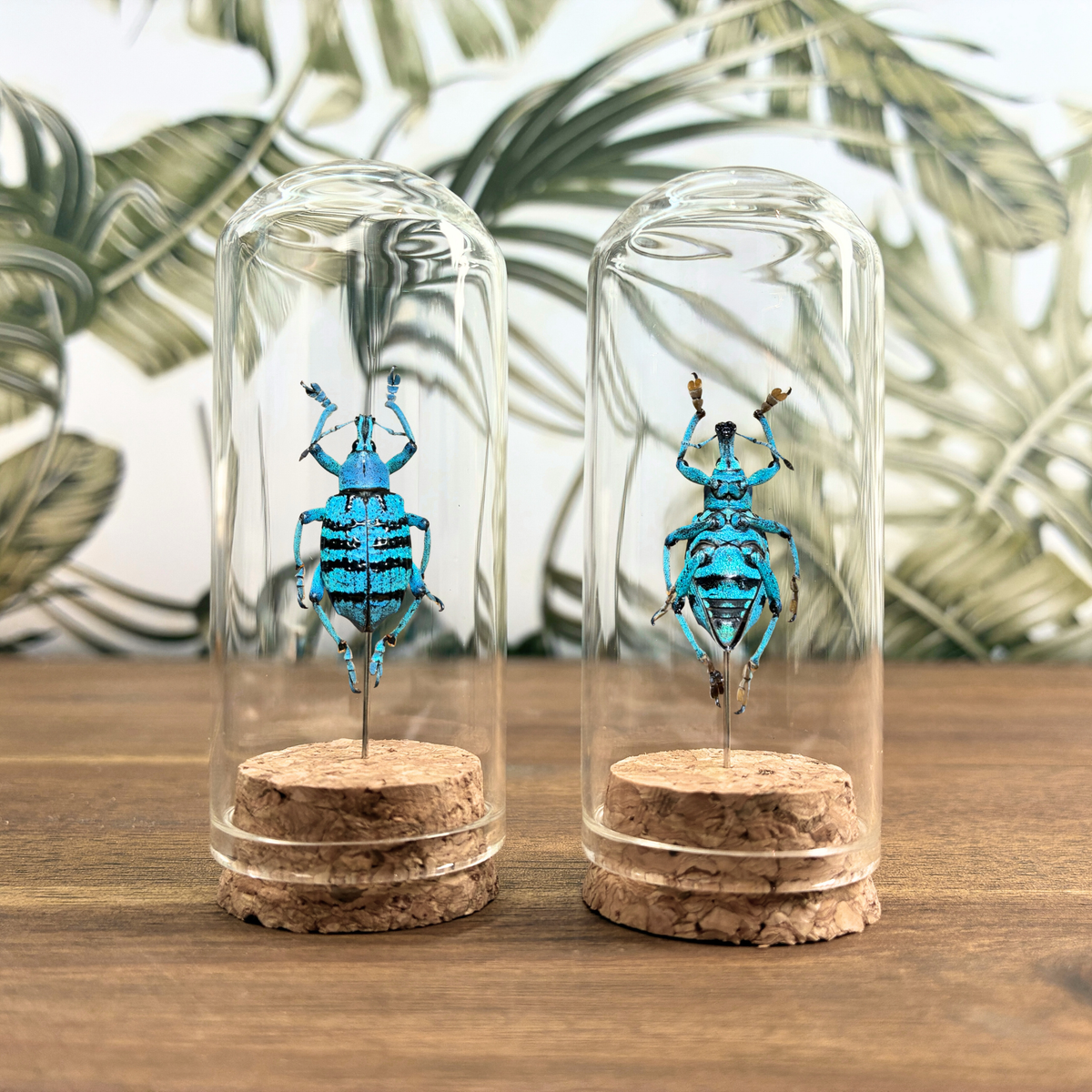 Blue Broad-nosed Weevil - Dome Jar