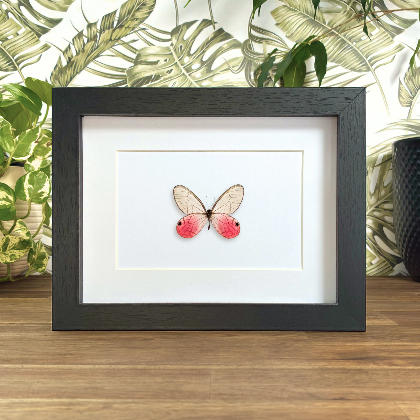 Blushing Phantom - Male