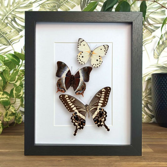 Central African Butterflies - Set of Three