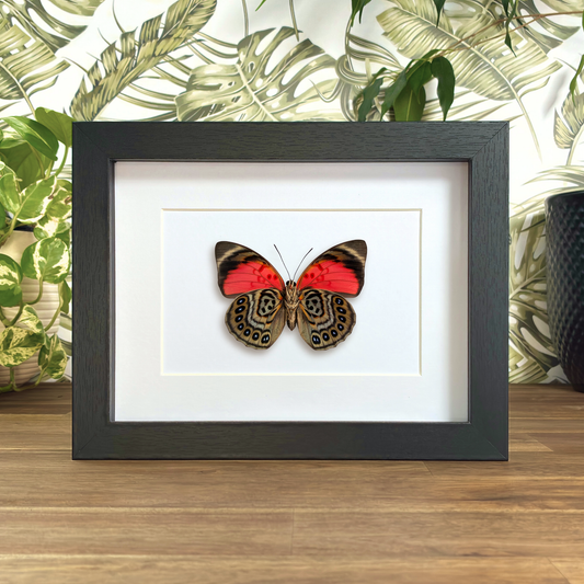 Claudina Agrias - Ventral