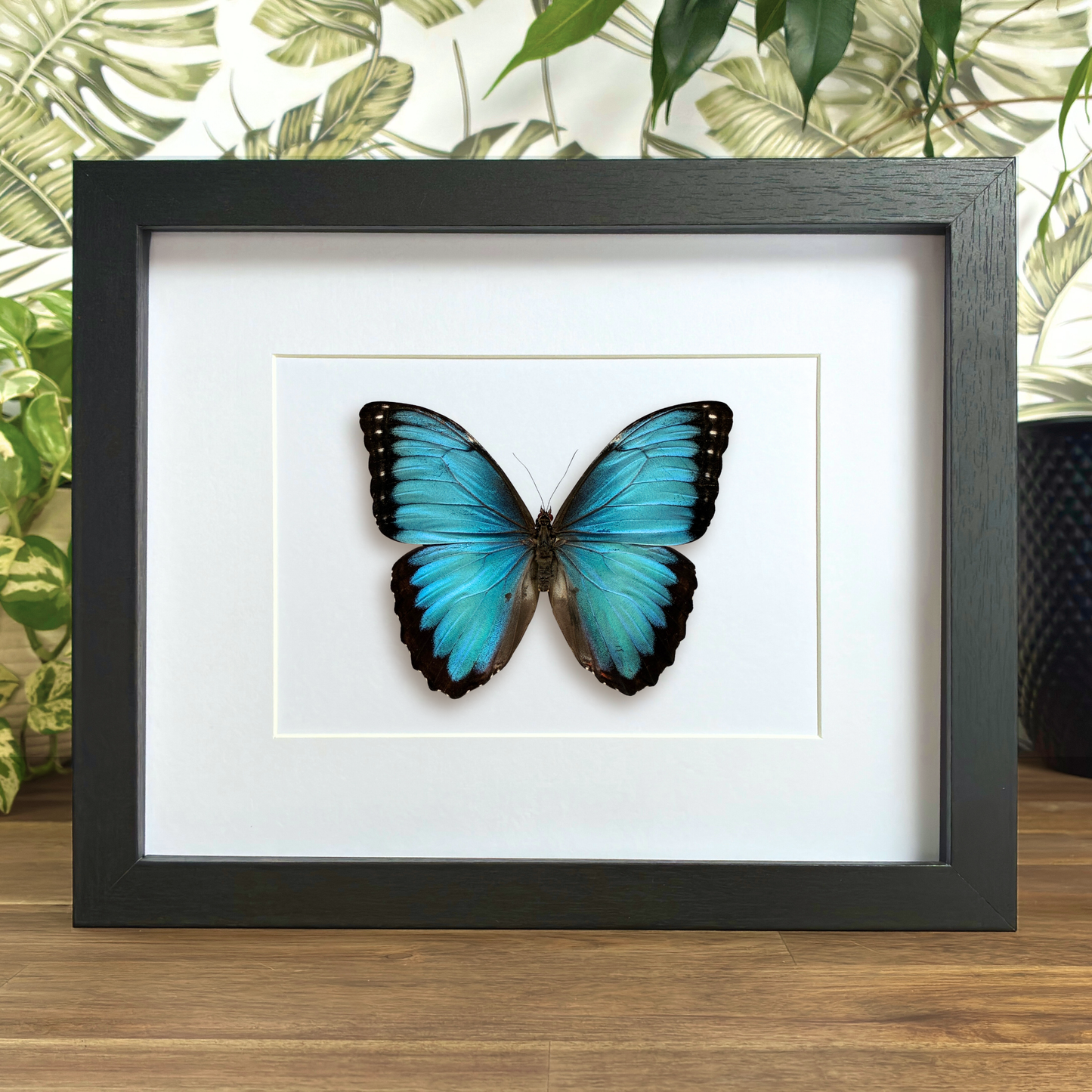 Common Morpho - Male