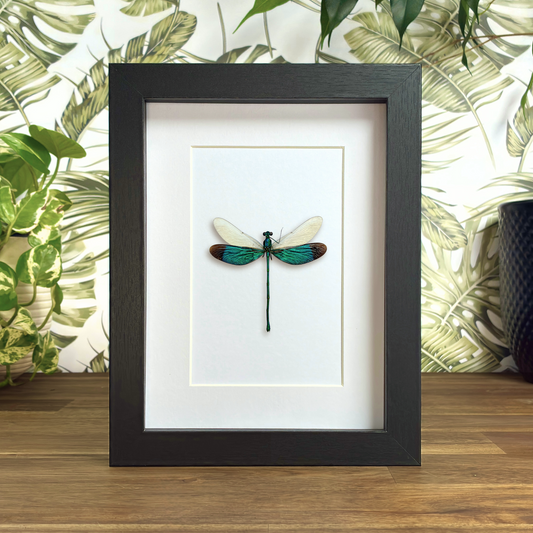 Stream Glory Damselfly