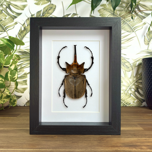 Elephant Beetle