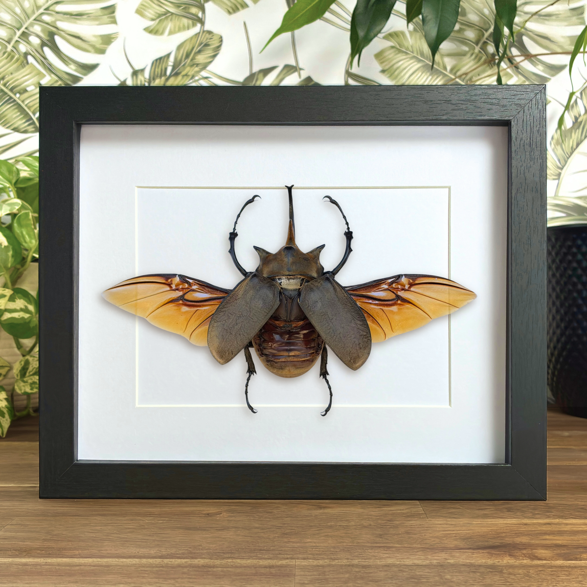Elephant Beetle - Spread