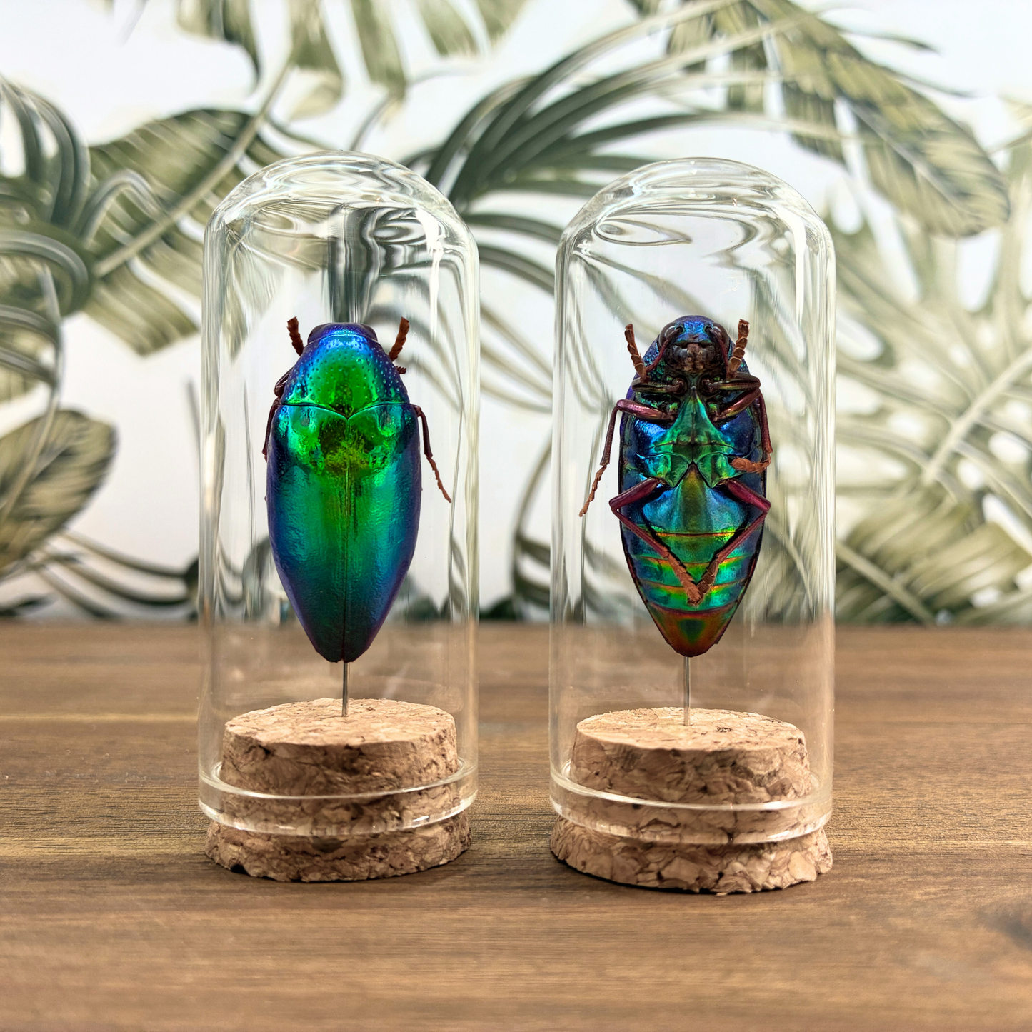 Jewel Beetle - Dome Jar