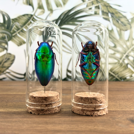 Jewel Beetle - Dome Jar