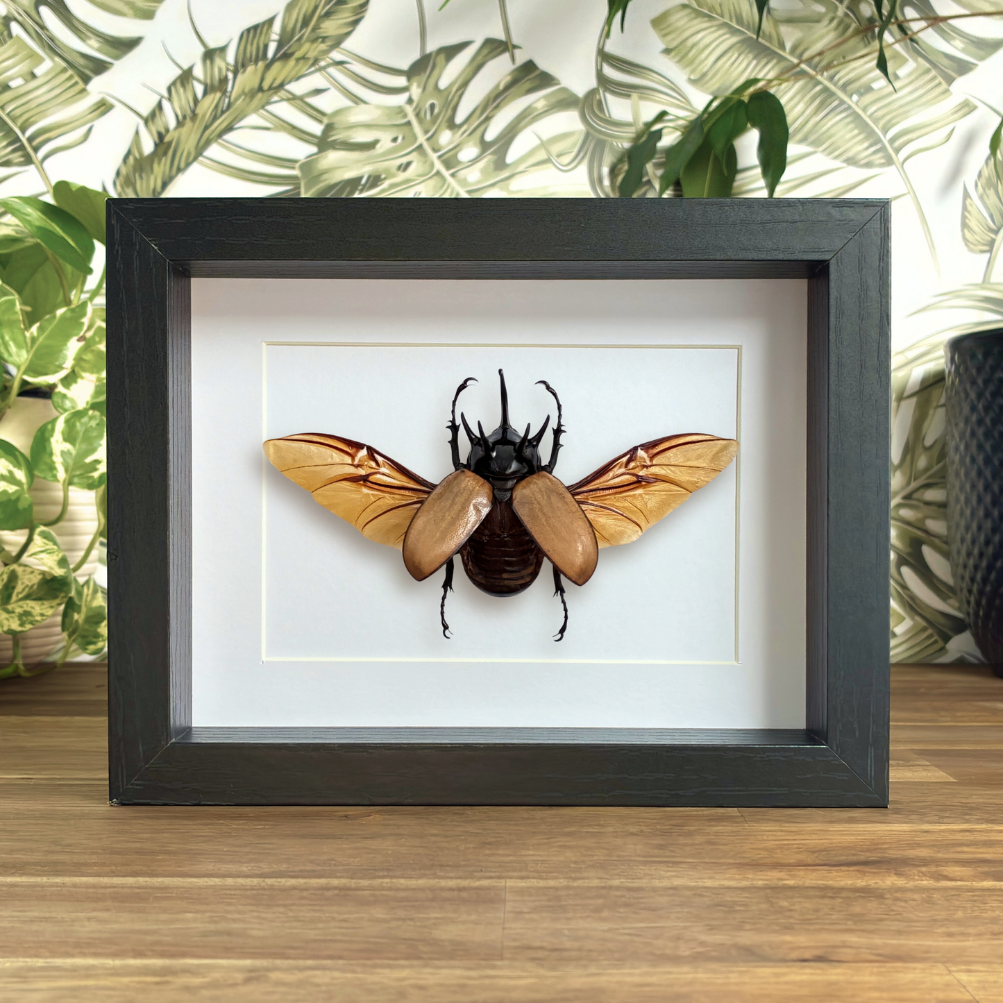 Five-horned Rhino Beetle