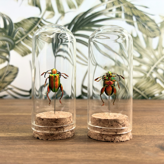 Frog-Legged Beetle - Dome Jar