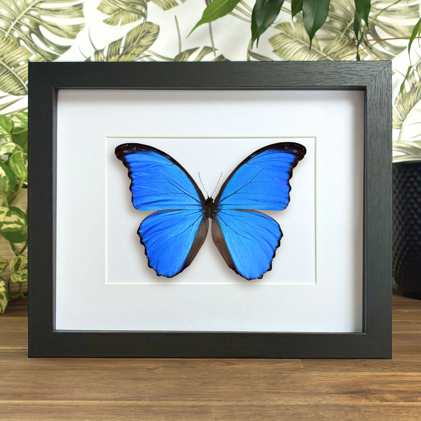 Giant Blue Morpho
