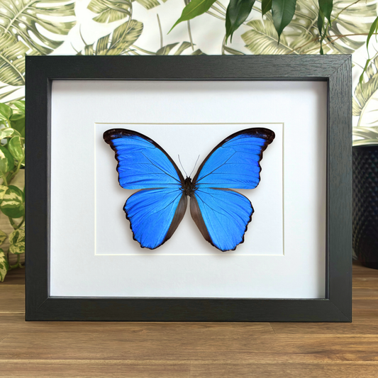 Giant Blue Morpho