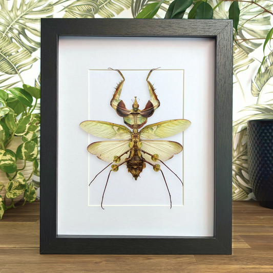 Giant Devil's Flower Mantis