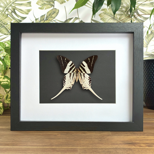 Giant Swordtail