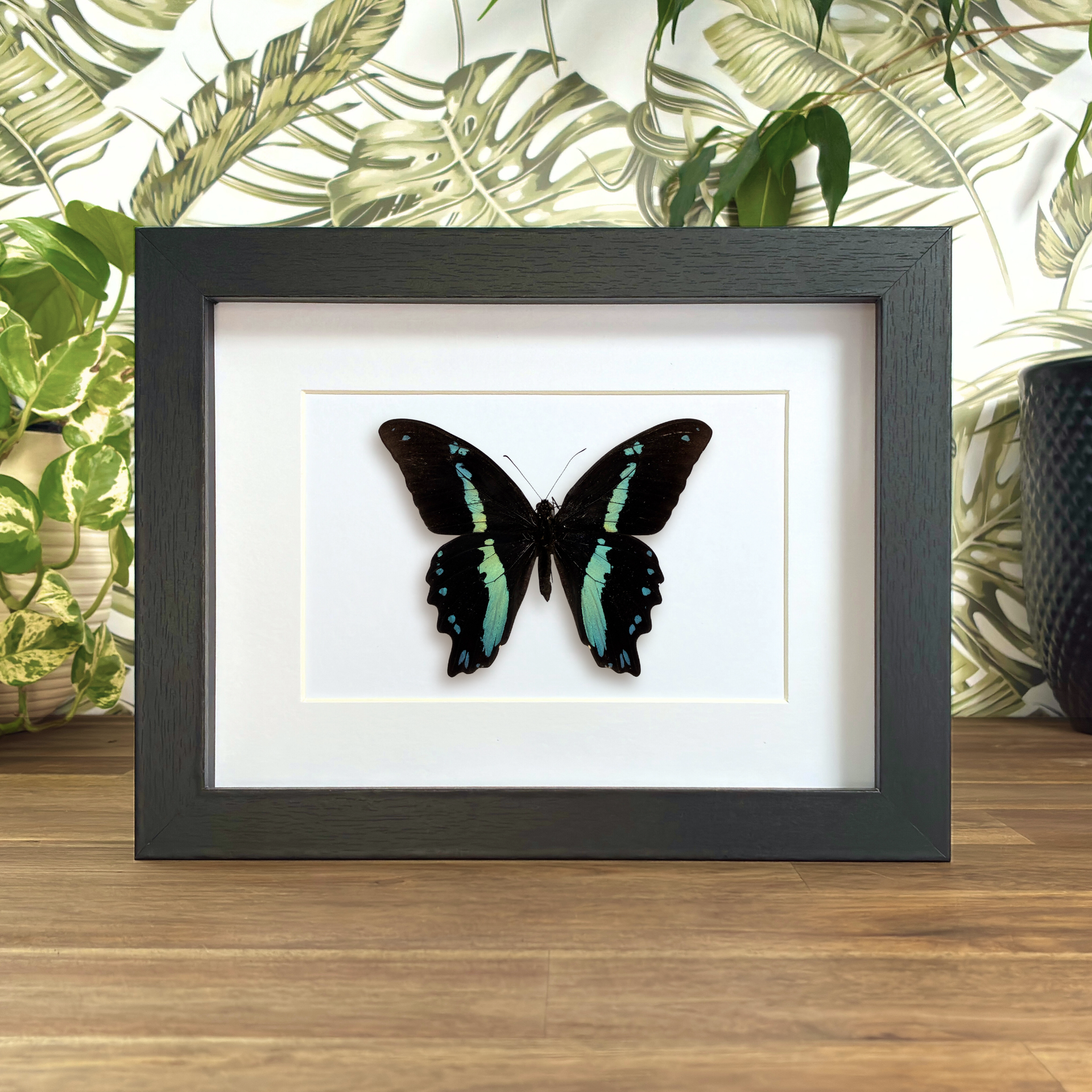 Green-banded Swallowtail – Scaled Wings