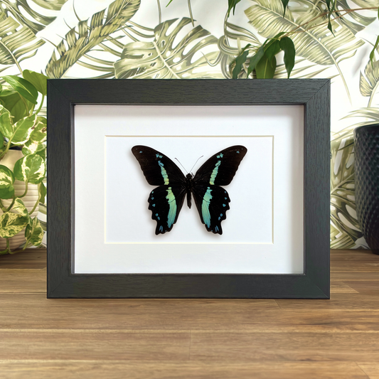 Green-Banded Swallowtail