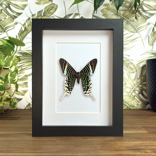 Green-banded Urania Moth