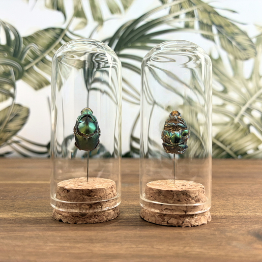 Green Dung Beetle - Dome Jar