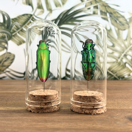 Green Jewel Beetle - Dome Jar