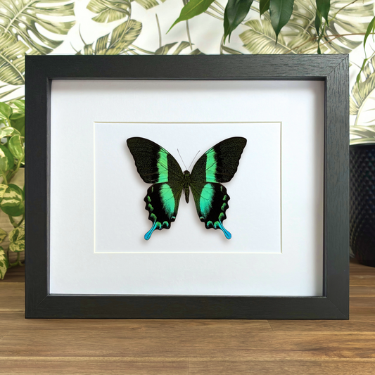 Green Peacock