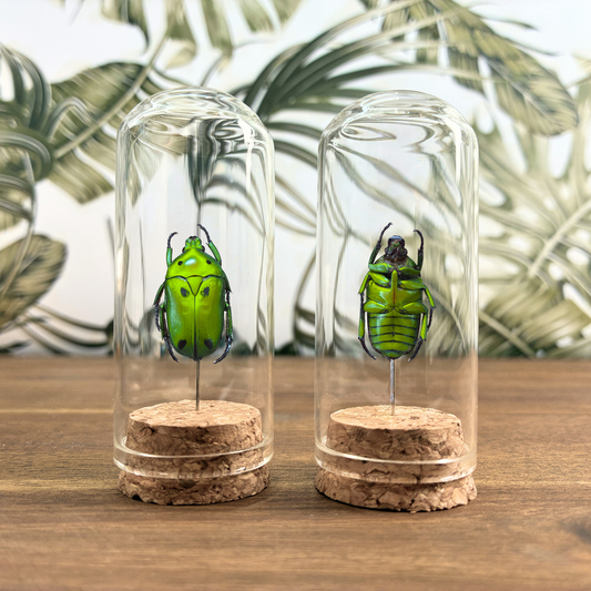 Green Domino Flower Beetle - Dome Jar