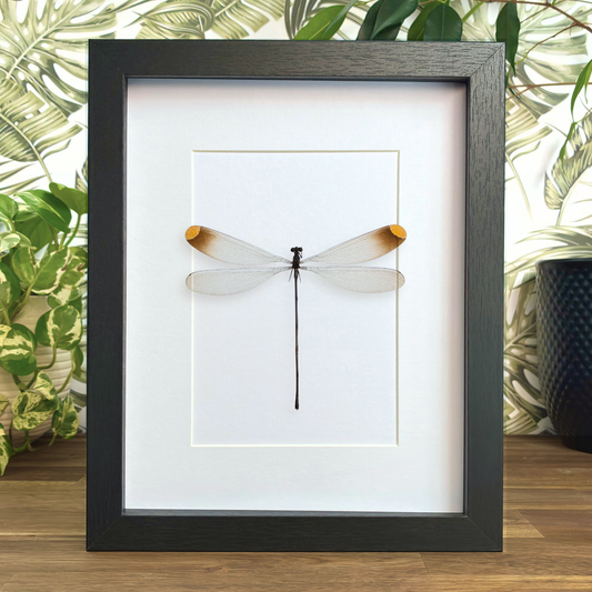 Helicopter Damselfly