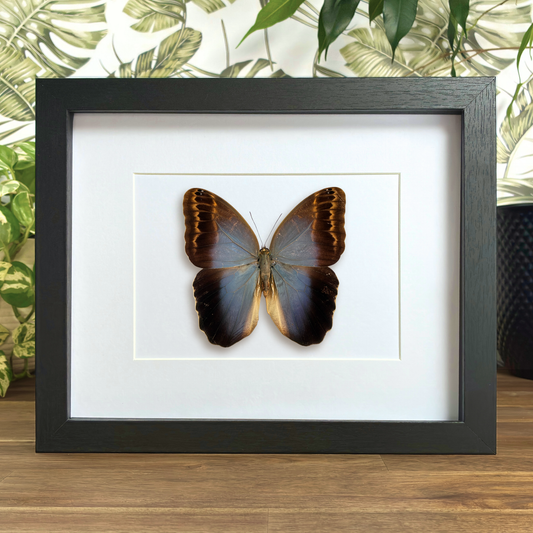 Illioneus Giant Owl - Dorsal