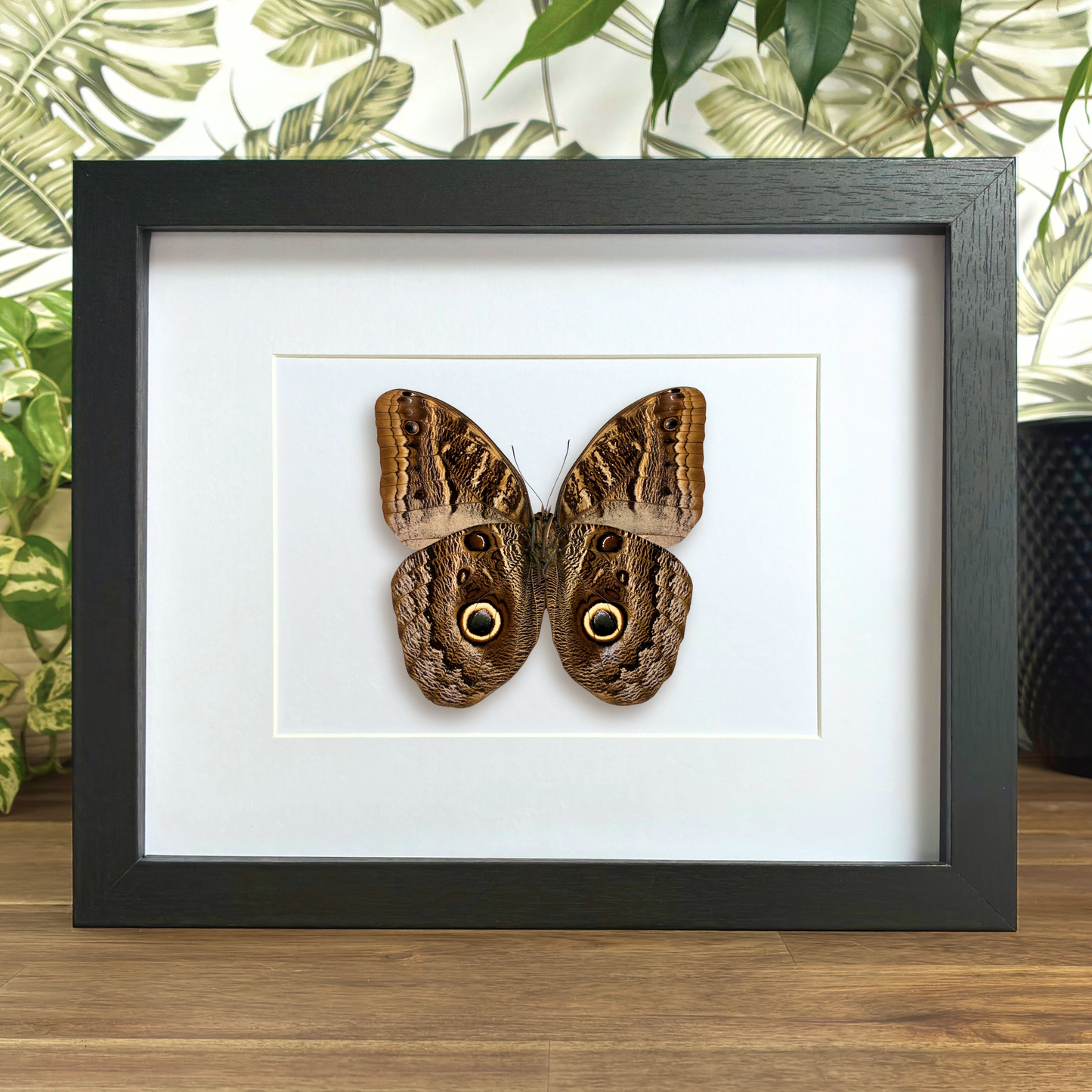 Illioneus Giant Owl - Ventral