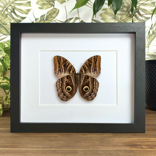 Illioneus Giant Owl - Ventral