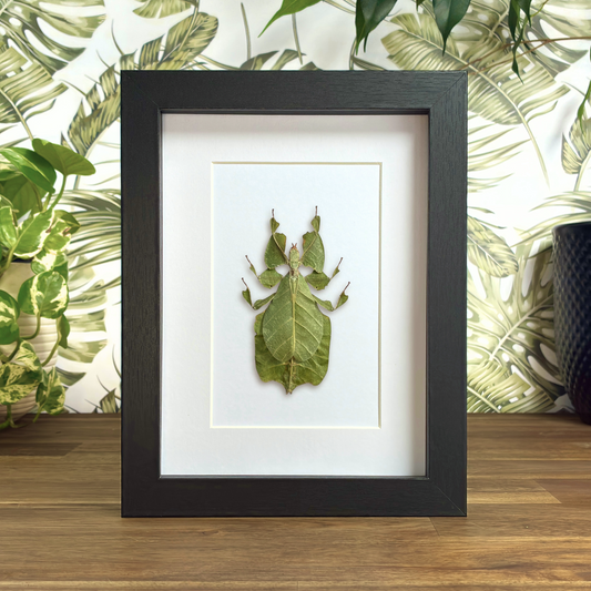 Javanese Leaf Insect