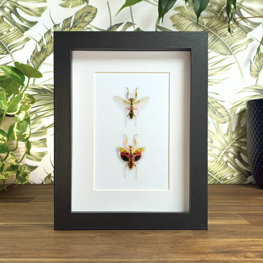 Jewelled Flower Mantis - Male & Female