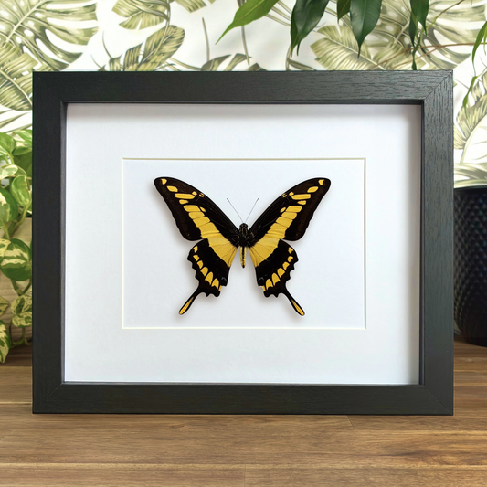 King Swallowtail