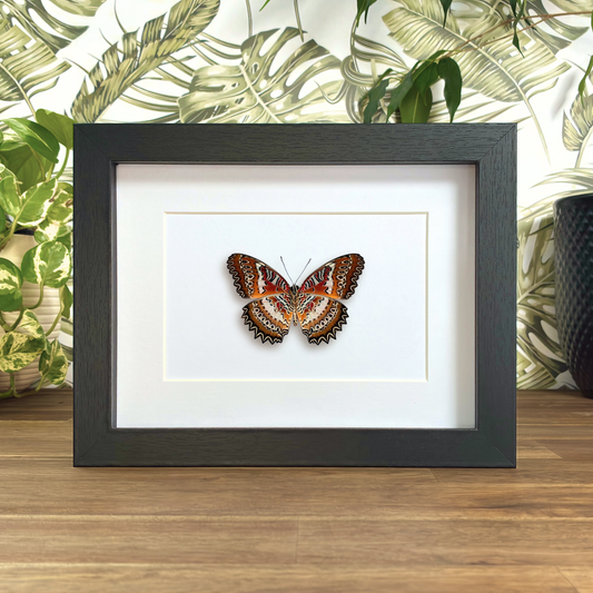 Red Lacewing - Ventral