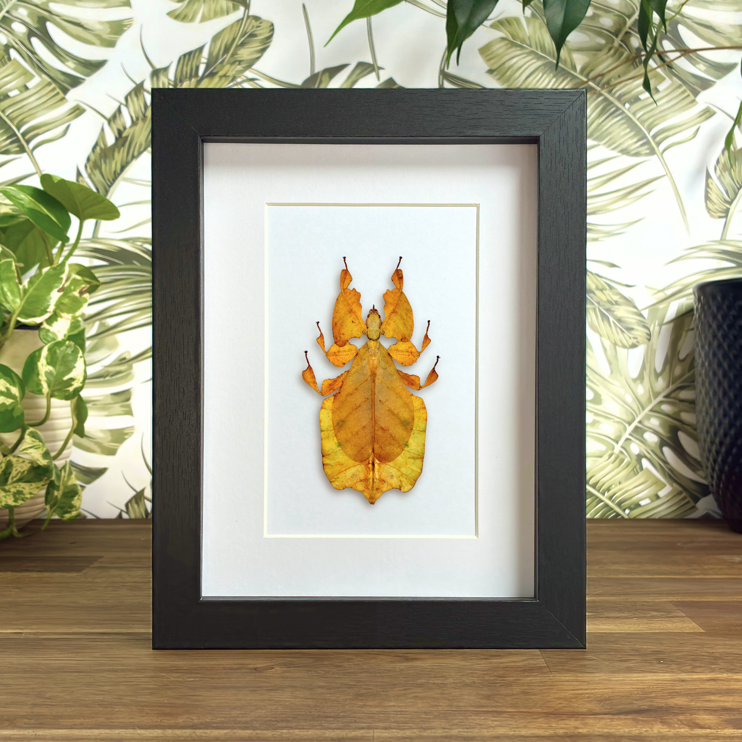 Javanese Leaf Insect - Yellow