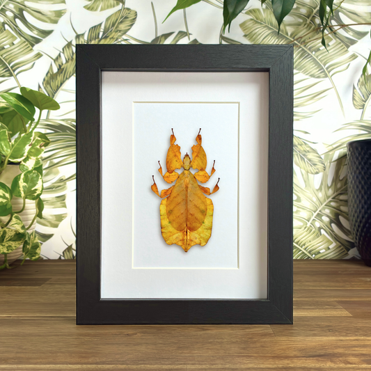 Javanese Leaf Insect - Yellow