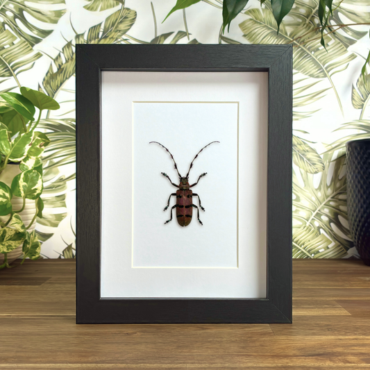Fabulous Longhorn Beetle