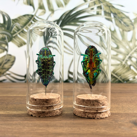 Malagasy Jewel Beetle - Green Form - Dome Jar