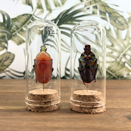 Orange Flower Chafer Beetle - Dome Jar