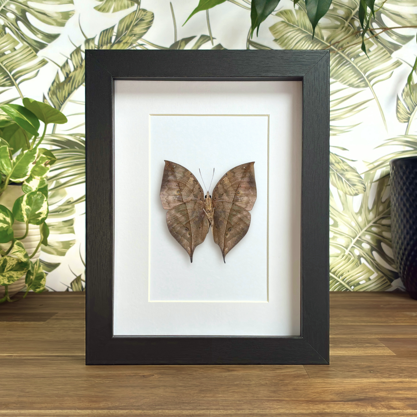 Orange Oakleaf - Ventral