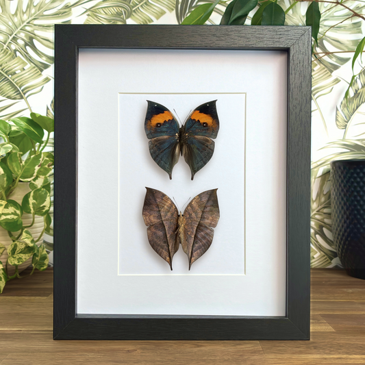Orange Oakleafs - Dorsal & Ventral
