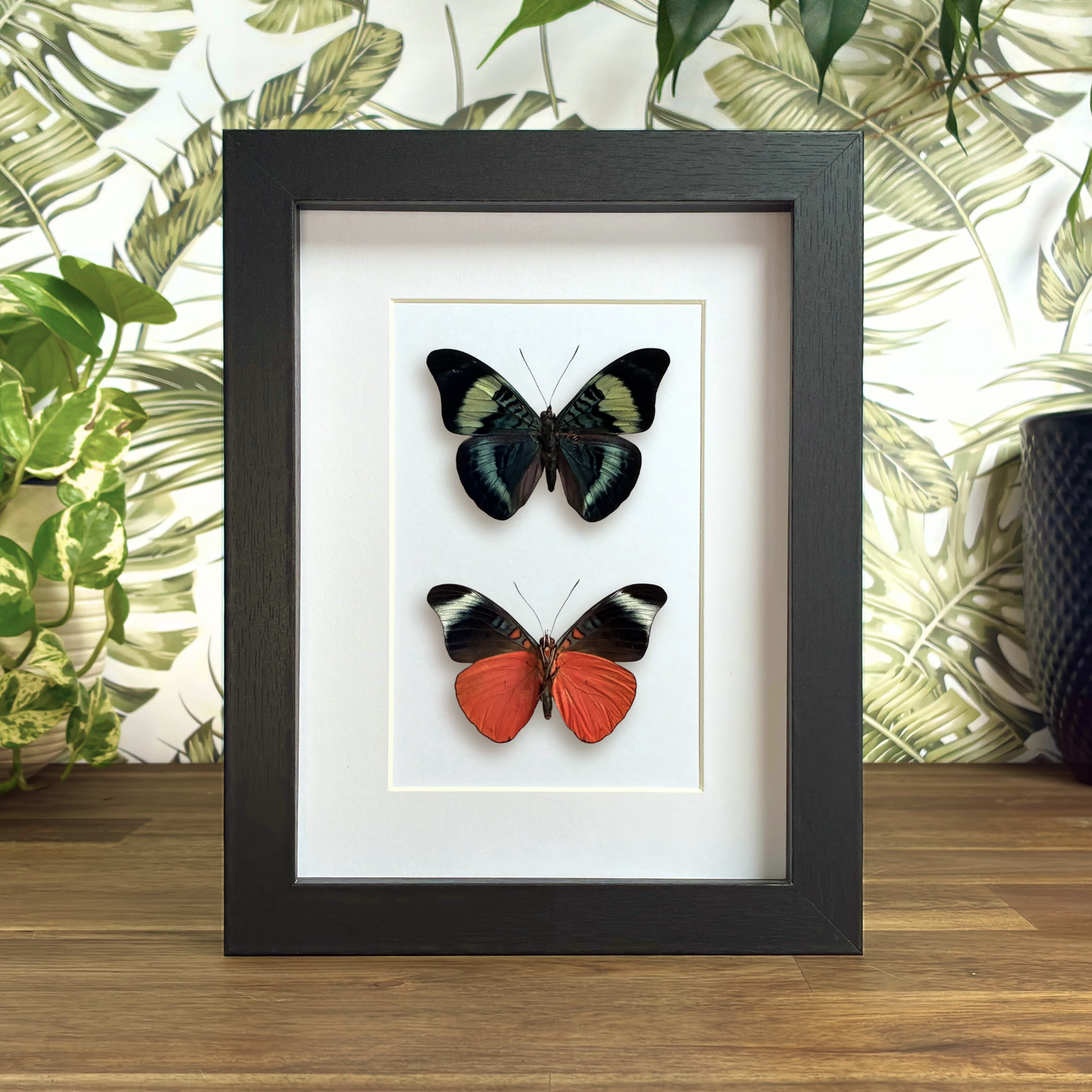 Prola Beauties - Dorsal & Ventral