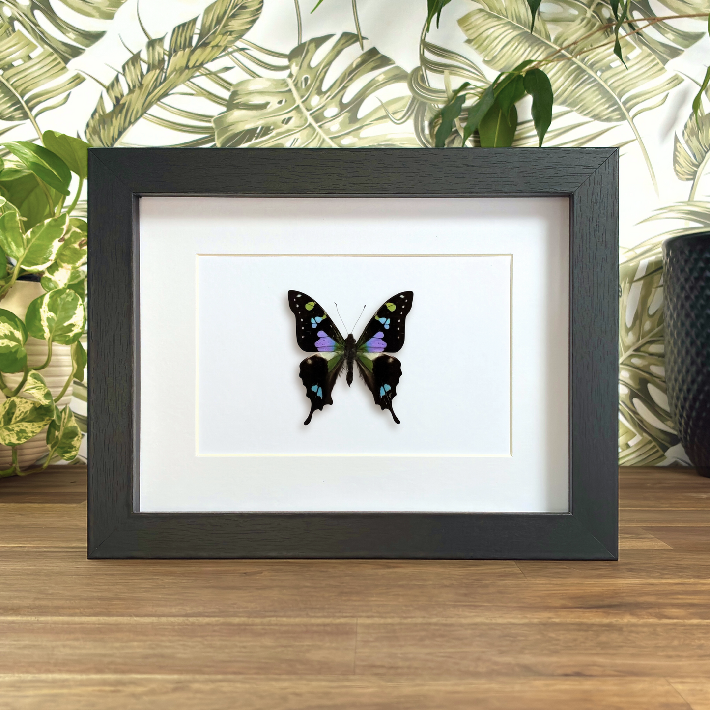 Purple Spotted Swallowtail