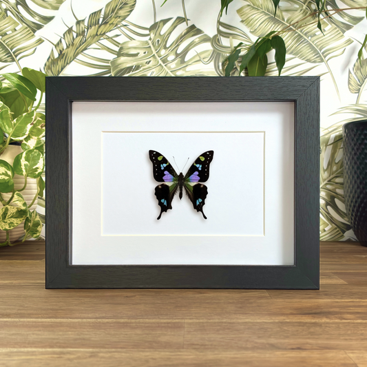 Purple Spotted Swallowtail