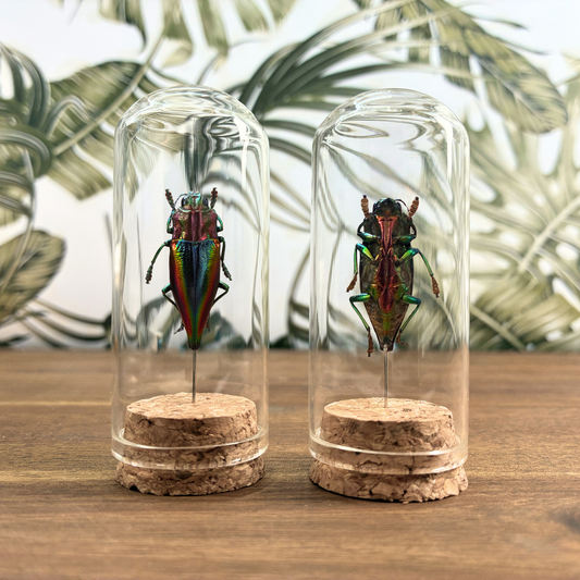 Rainbow Jewel Beetle - Dome Jar
