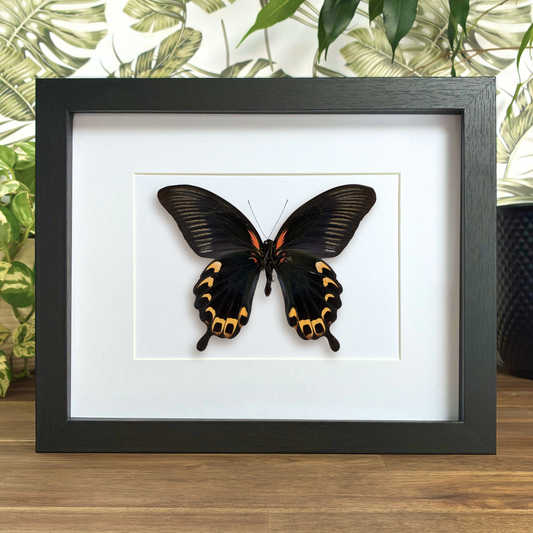 Red Mormon - Yellow Form