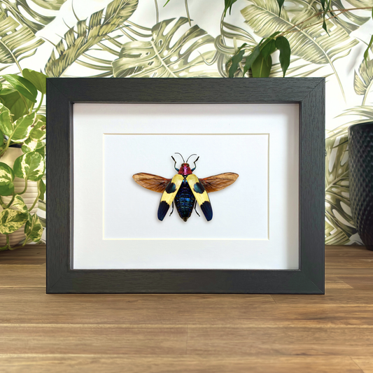 Red Speckled Jewel Beetle