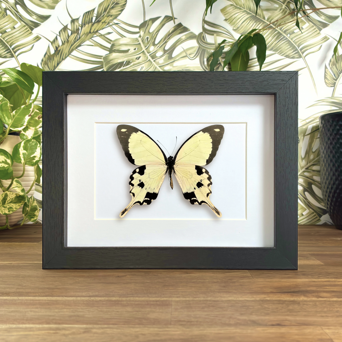 Saharan Swallowtail