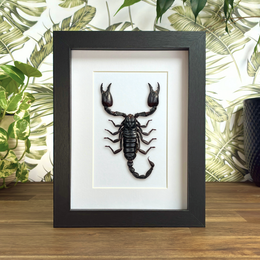 Giant Forest Scorpion