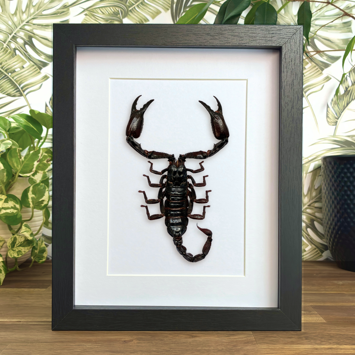 Laotian Giant Scorpion - XL