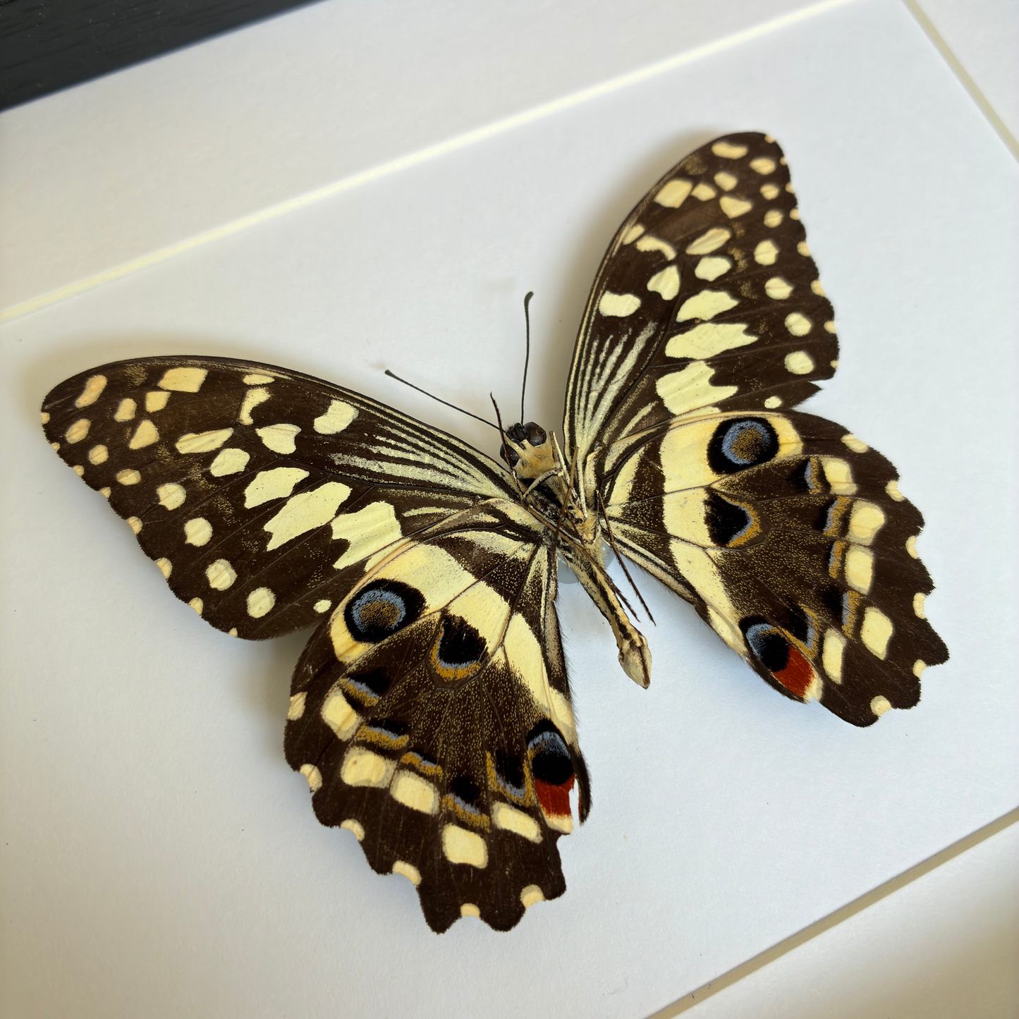 Citrus Swallowtail