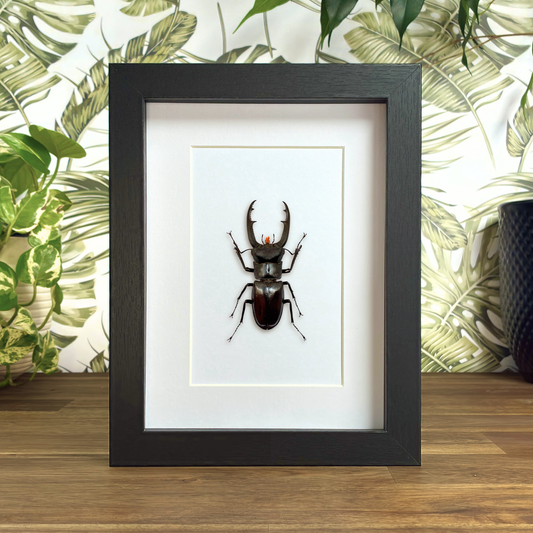Fork-Horned Stag Beetle